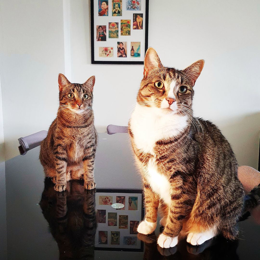 Pet Story #4 - Bootsy & Oscar