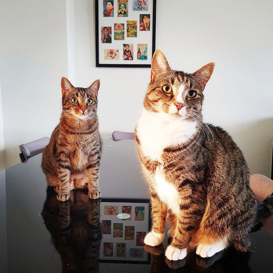 Pet Story #4 - Bootsy & Oscar