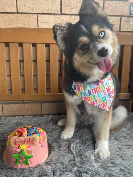 Pet Story #1 - Evie