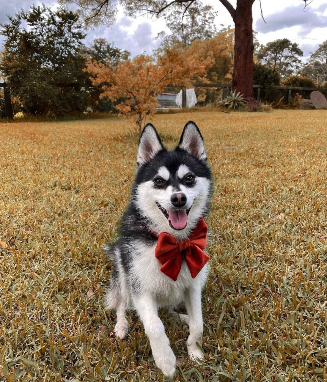 Pet Story #3 - Zen