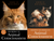 Bridging Animal Consciousness - Paperback Books