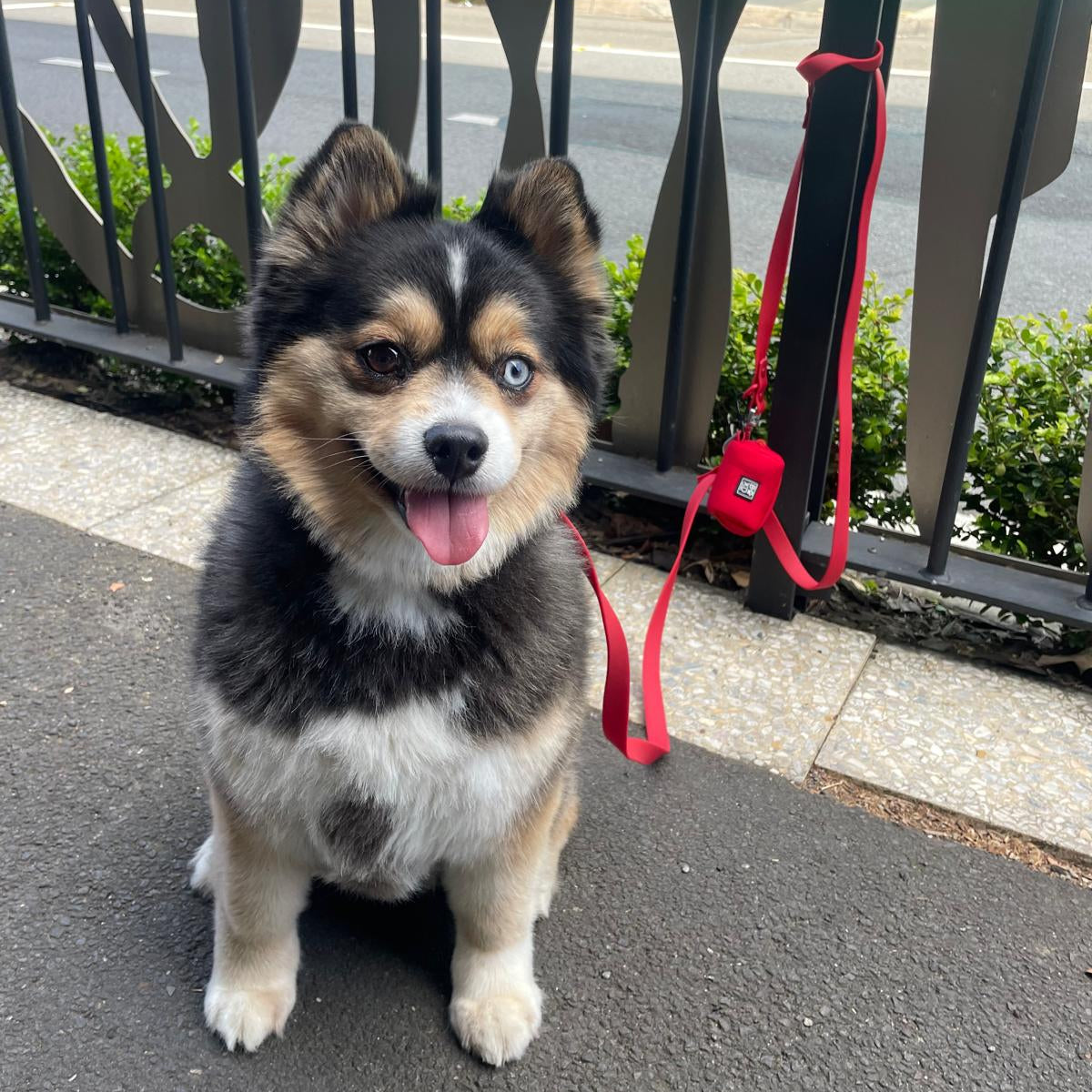 Waterproof Handsfree Dog Lead
