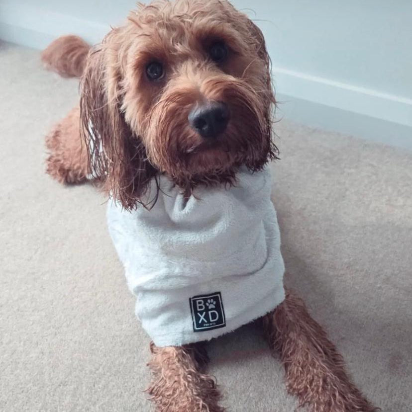A brown curly-haired dog wearing a white pet sweatshirt with a black 'BXD' logo patch, lying on a beige carpeted floor.