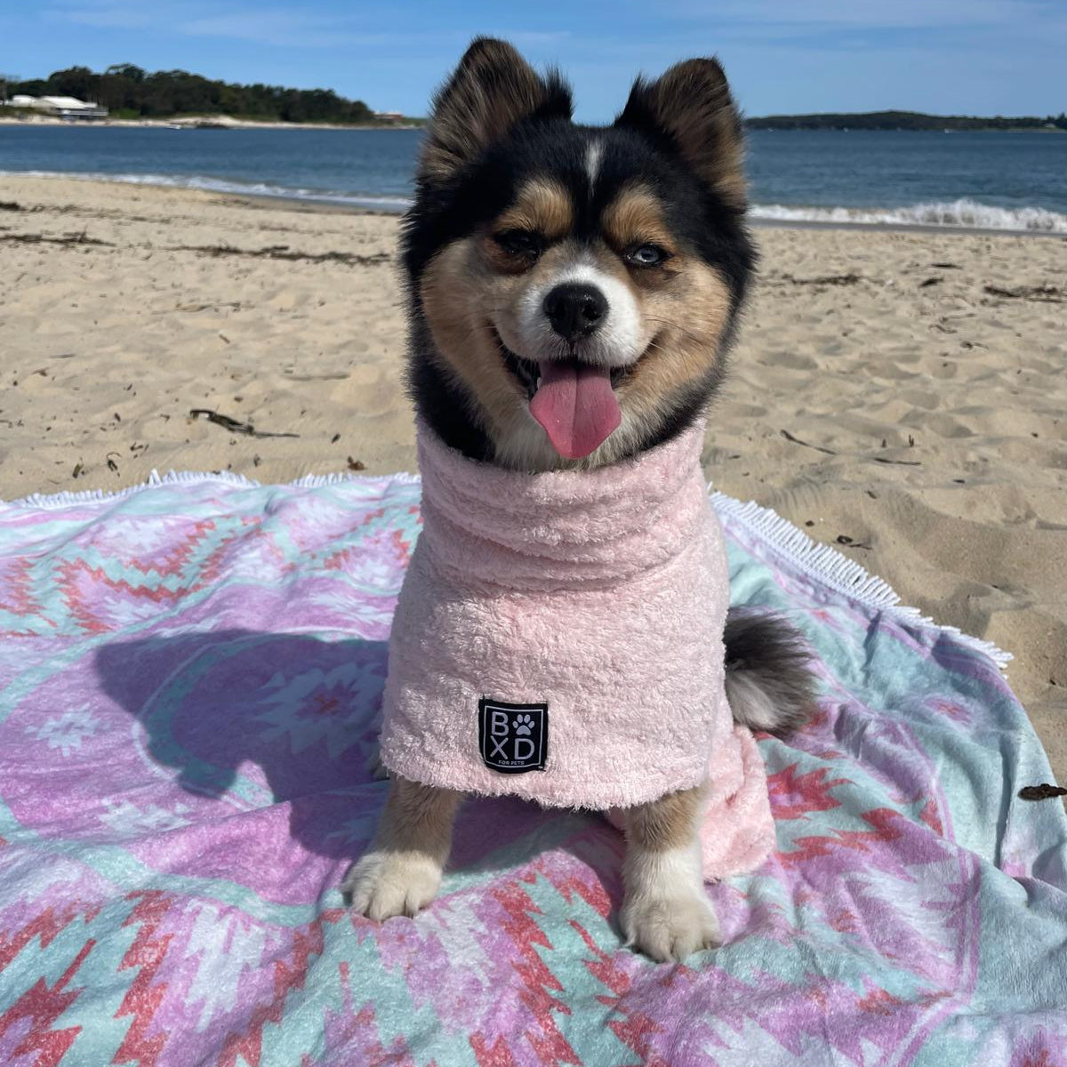 A small black, tan, and white dog sits on a pastel tie-dye beach towel on a sandy beach, wearing a light pink dog sweater. The background shows the ocean, sky, and distant shoreline.