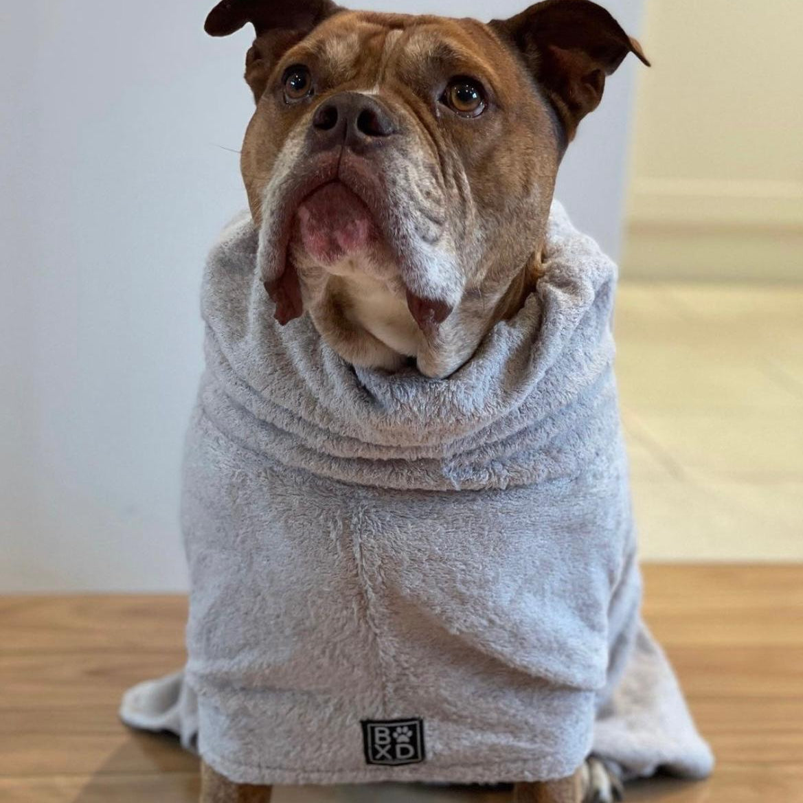 A brown and white dog sitting indoors wearing a light gray plush hooded towel wrap. The dog is looking upward, with its mouth slightly open, on a light-colored wooden floor against a neutral indoor wall.
